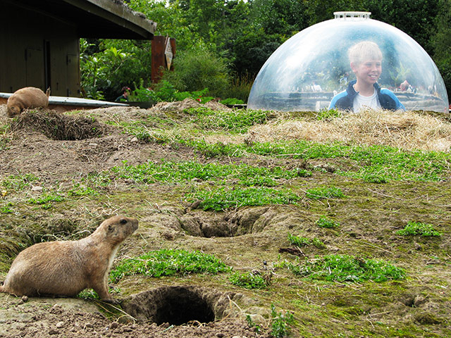 In pictures: captive: prairie dogsed