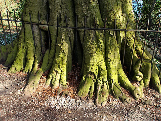 In pictures: captive: tree