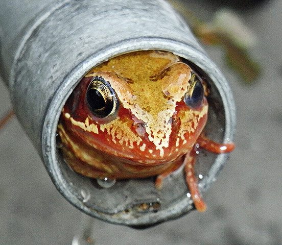 In pictures: captive: toad in spout