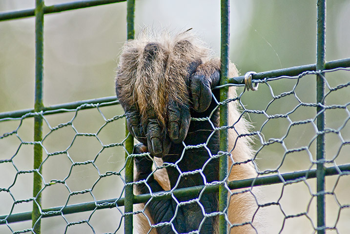 In pictures: captive: zoo