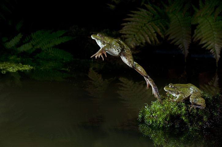 High Speed Photography : A Marsh Frog dives into a pond