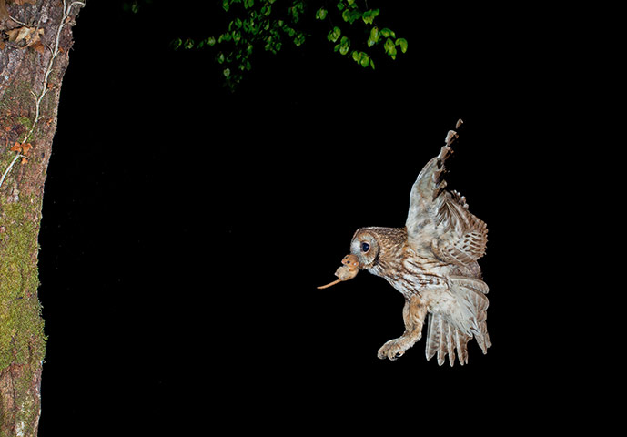 High Speed Photography : A Tawny Owl returns to the nest with a Dormouse
