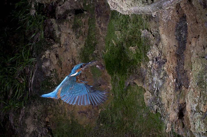 High Speed Photography : A Kingfisher returns to the nest with a fish