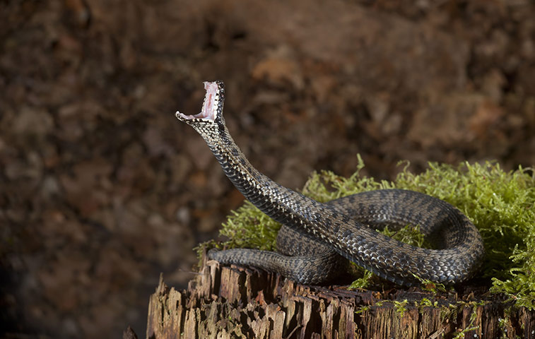 High Speed Photography : An Adder in mid strike mode