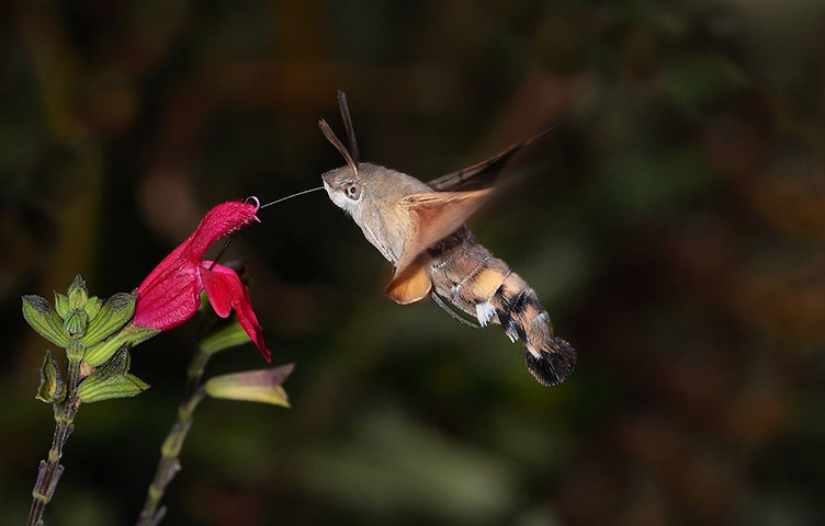 High Speed Photography : A Hummingbird Hawk Moth feeds from a flower