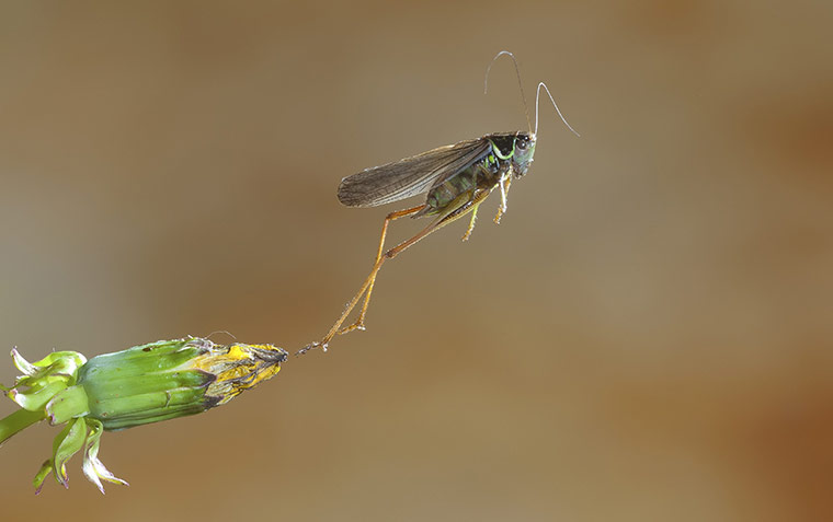 High Speed Photography : A Bush Cricket jumping from a flower