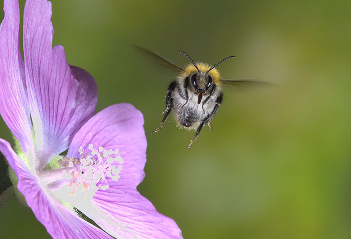 High Speed Photography : A Bumble Bee hovers around a flower