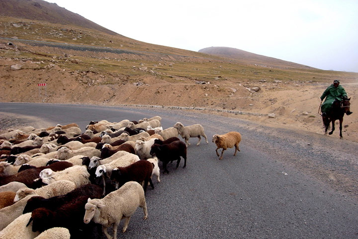 MarcinMonko assignment: 4: Sheep descending to valleys for winter, Tien Shan, Kyrgyzstan