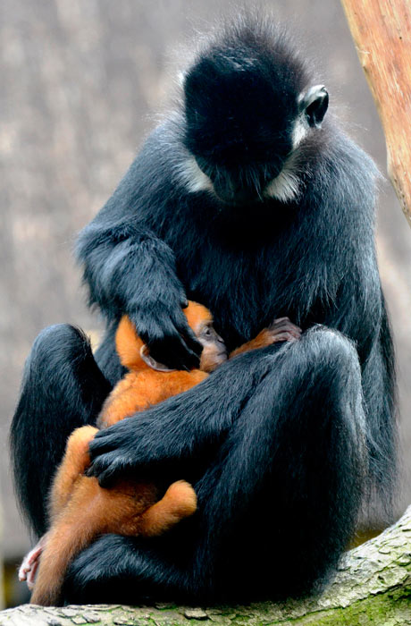 Photograph: Zoological Society of London/PA