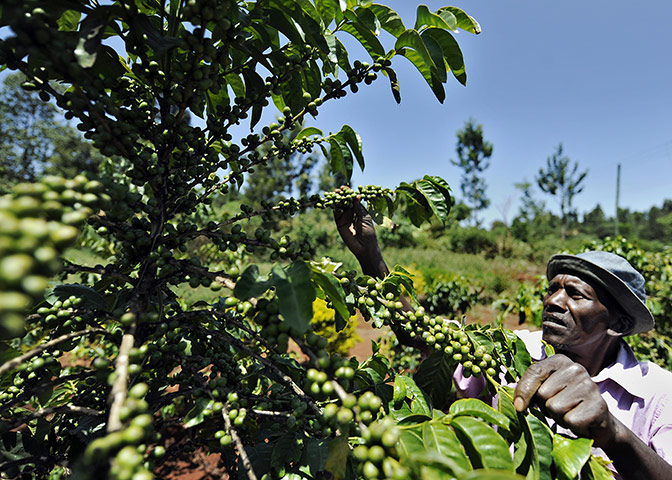 Coffee in Kenya: James Kamande tending to a coffee tree