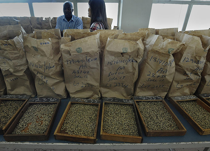 Coffee in Kenya:  coffee beans being sorted according to quality