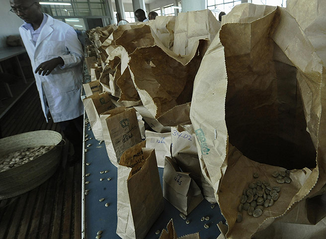 Coffee in Kenya: A man sorts coffee beans