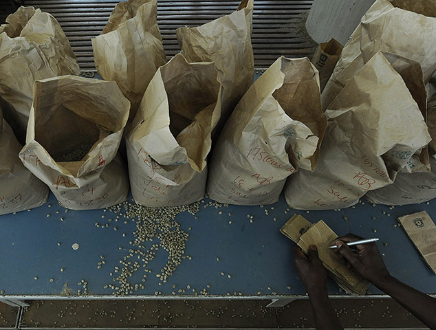 Coffee in Kenya: A worker sorts coffee beans according to quality at a factory