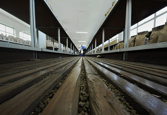 Coffee in Kenya: coffee beans between the floorboards of a sorting factory