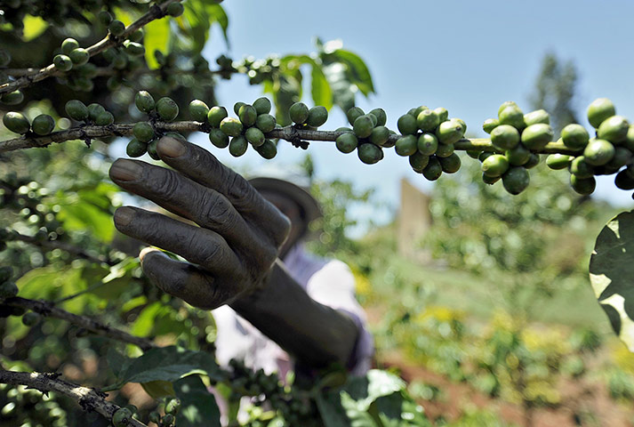 Coffee in Kenya: Kenyan James Kamande tends to a coffee tree 