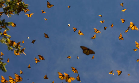 Monarch butterflies