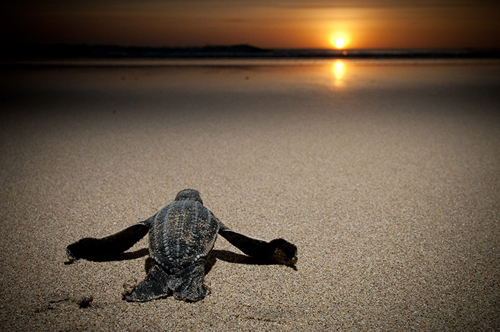 week in wildlife: Leatherback turtles