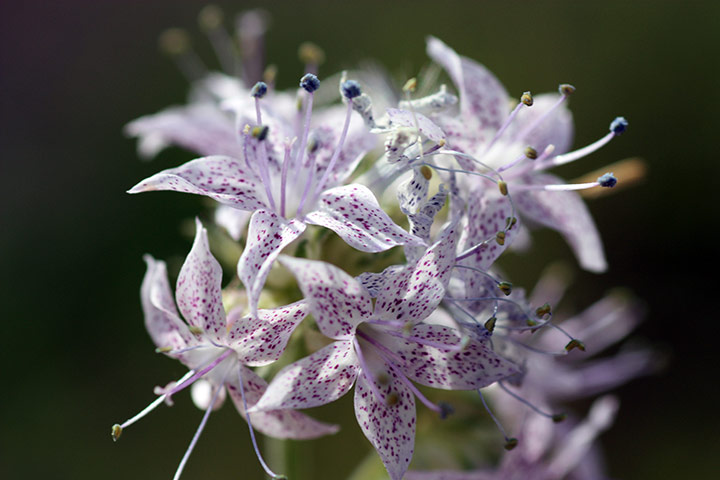 week in wildlife: Pagosa skyrocket plant