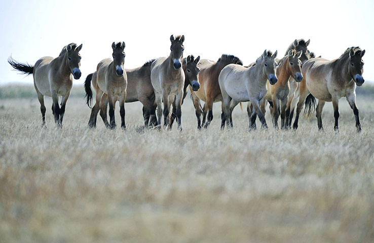 week in wildlife: Przewalski wild horses