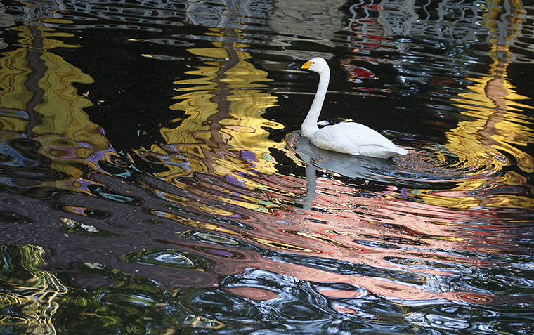 week in wildlife: A swan swims in a park pond in the southern Russian city of Stavropol
