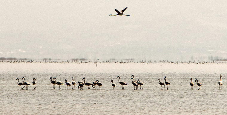 week in wildlife: A view of Miyankaleh peninsula in Mazandaran Province