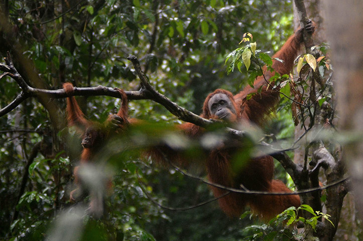 week in wildlife: Orangutan and baby swining in the trees 