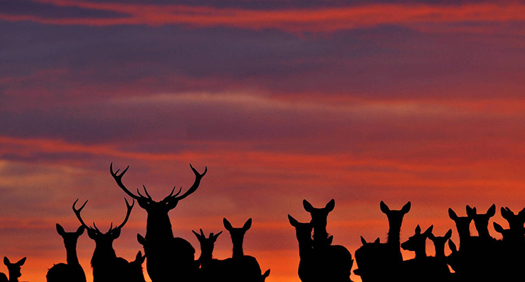 week in wildlife: Deer Herd stands in County Durham