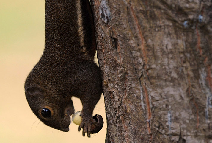 24 hours in pictures: Singapore: A plantain squirrel eats a nut in Labrador Nature Reserve