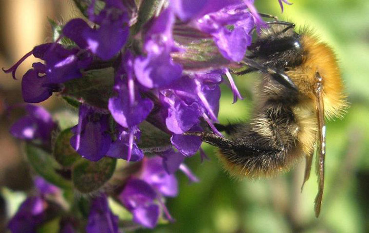 Indian summer: Taken on a glorious afternoon basking in the sunshine at Cliveden House
