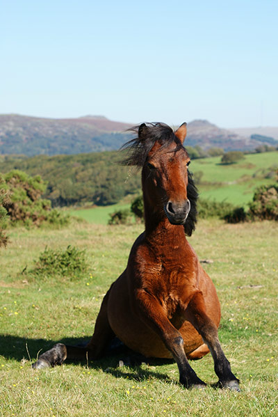 Indian summer: Sheepstor, Dartmoor