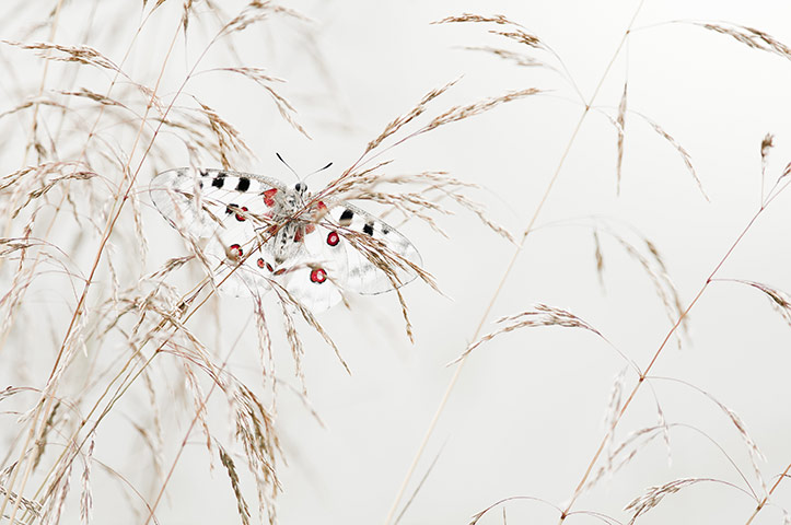 WPY 2011: Apollo at rest by Valter Binotto