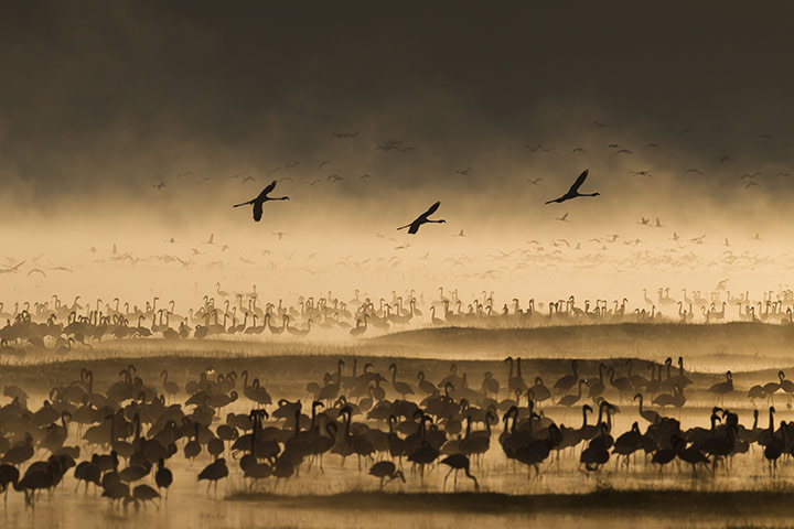 WPY 2011: Birds behaviour: Taking flight by Paul Goldstein