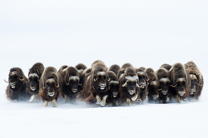 WPY 2011: Mammals behaviour :The charge by Eric Pierre 
