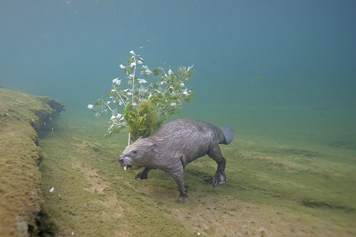WPY 2011: Underwater World: Beavering by Louis-Marie Préau 
