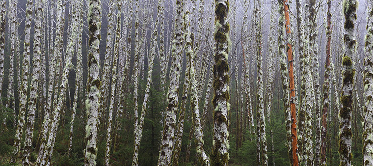WPY 2011: In Praise of Plants and Fungi: The Grove by Bob Keller