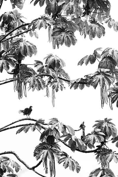 WPY 2011: Nature in Black and White: Chachalacascape by Gregory Basco 