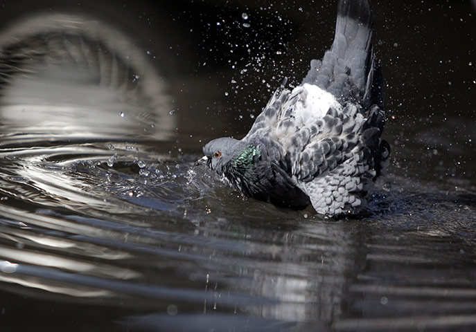 24 hours: Minsk, Belarus: A Rock Dove takes a bath in a puddle after rain 