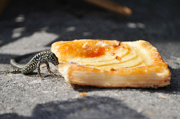 24 hours: Venice, Italy: A lizard eats a pastry during the 68th Venice Film Festival 