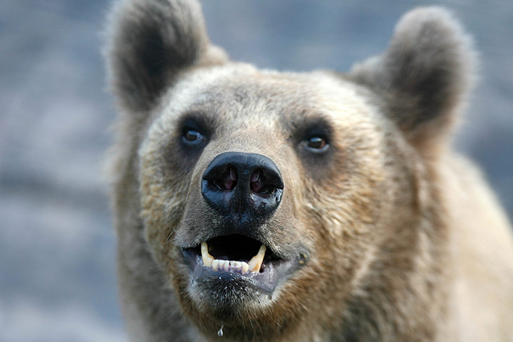 24 hours: Kuwait City, Kuwait: A bear in Kuwait Zoo