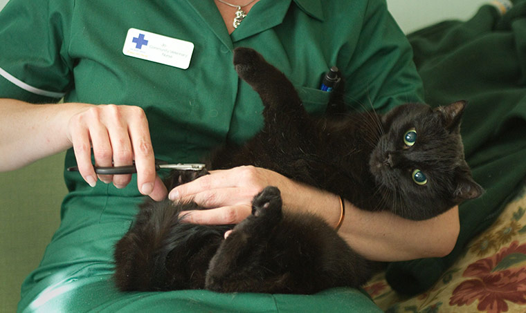 Blue Cross: The Blue Cross