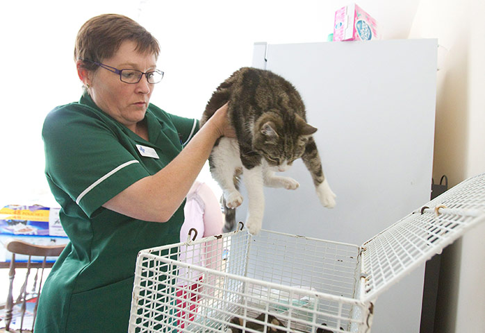 Blue Cross: Blue Cross