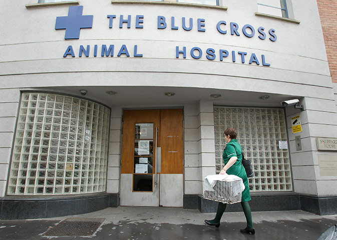 Blue Cross: Blue Cross