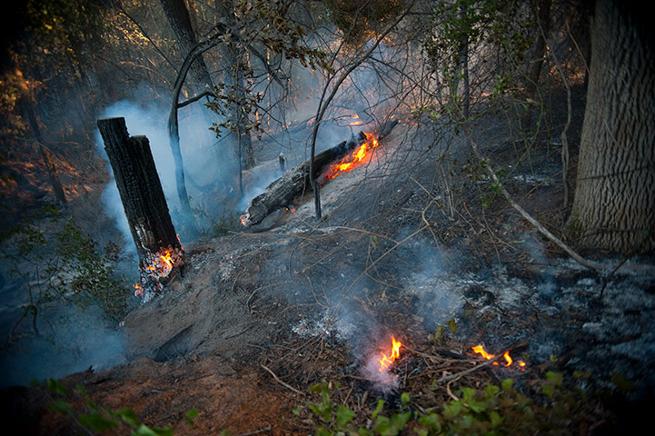 Texas Wildfires: Parts of trees and foliage catch flame in Anderson County, Texas
