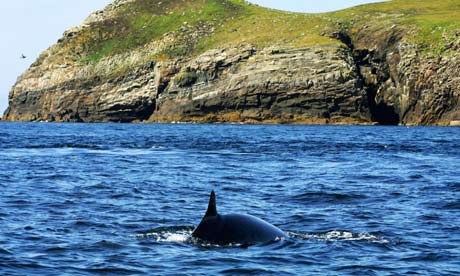 一般認為，這隻在伊明漢碼頭擱淺的幼鯨是因為人類在海上運行的船隻而受到驚嚇，並因此失去方向感。圖片節錄自；英國衛報報導/ Murdo Macleod 。