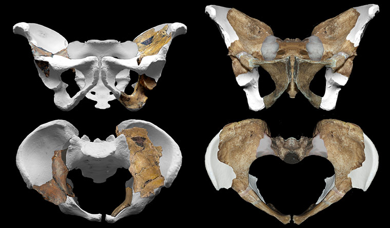 Primitive hominin : Australopithecus sediba