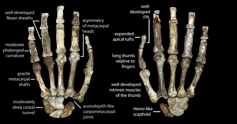 Primitive hominin : Australopithecus sediba