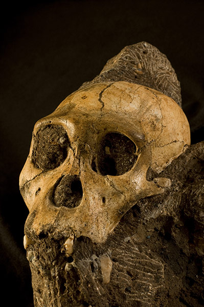 Primitive hominin : Australopithecus sediba