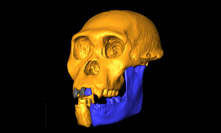 Primitive hominin : Australopithecus sediba