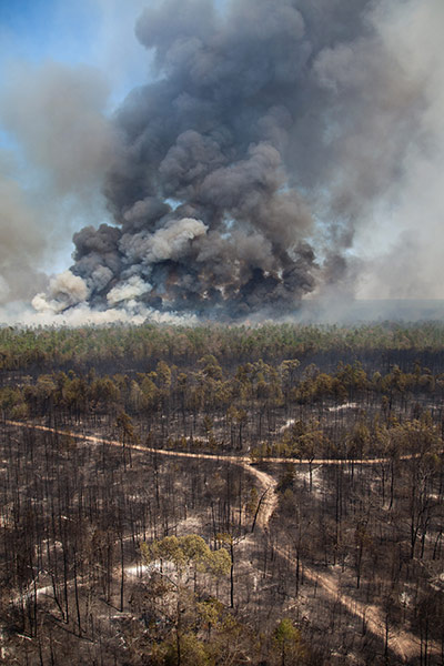 Wildfires damage: Blackened forest is left behind as large wildfire burns near Magnolia