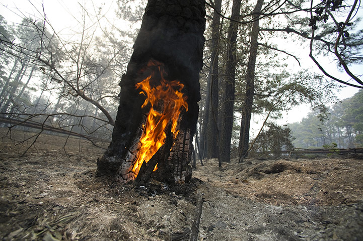 Wildfires damage: A wildfire rages through the Texas loblolly pines around Bastrop 